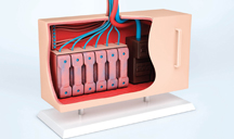 支付安全保障的DDOS接单平台